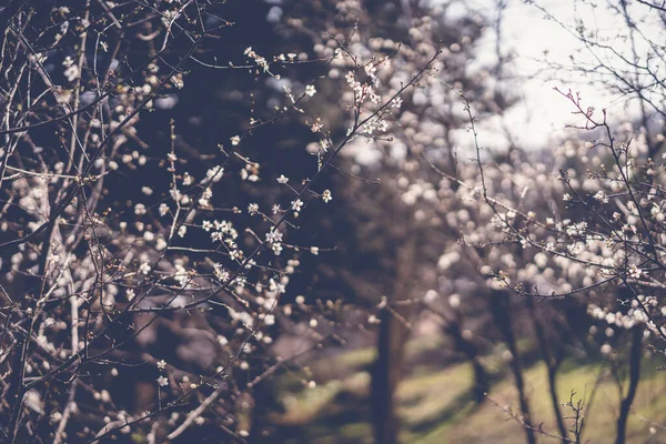Piękne Jasne Tło Wiosny Kwitnąca Śliwka Wiosennym Ogrodzie Przy Słonecznej — Zdjęcie stockowe