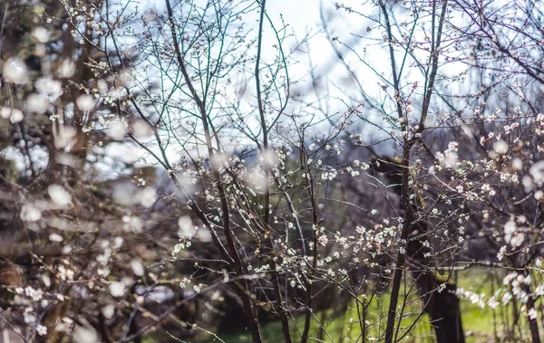 Прекрасний Яскравий Весняний Фон Цвітіння Сливи Весняному Саду Сонячну Погоду — стокове фото