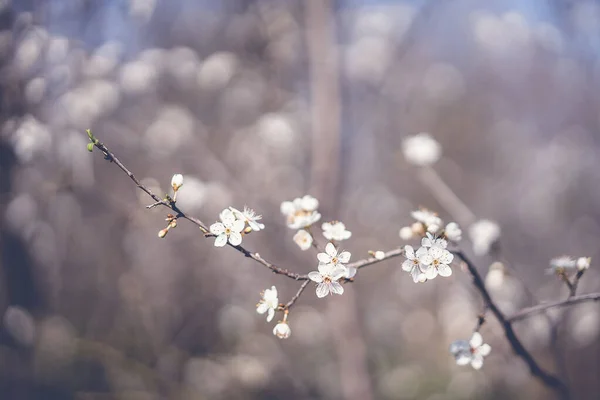 Piękne Jasne Tło Wiosny Kwitnąca Śliwka Obraz Tonem Retro — Zdjęcie stockowe