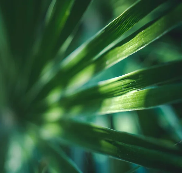 Blad Grön Palm Mjuk Fokus Med Skugga Abstrakt Naturlig Bakgrund — Stockfoto