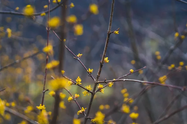 Heldere Voorjaar Achtergrond Een Dogwood Boom Bloeiende Met Gele Bloemen — Stockfoto