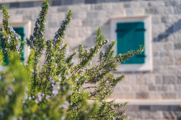 Blühende Rosmarinpflanze Vor Dem Hintergrund Mediterraner Architektur Lebensstil Sommernatur — Stockfoto