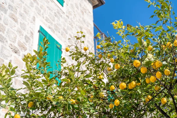 Limão Com Frutas Crescendo Perto Edifício Mediterrâneo Pedra Dia Ensolarado — Fotografia de Stock