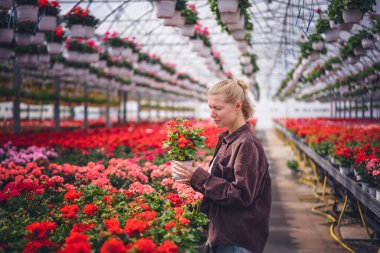 Genç, yetişkin bir kadın bahçıvan elinde bir saksı çiçeğiyle bir serada duruyor. Endüstriyel üretim ve çiçek işi konsepti