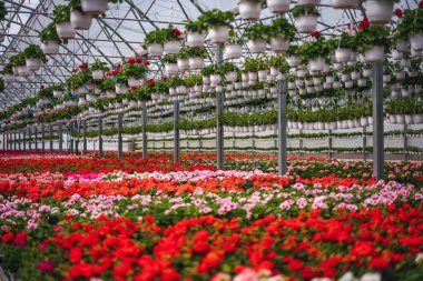Saksılarda çiçek açan pelargonyumlar ve sardunyalar olan büyük bir sanayi serası. Çiçek tohumu iş konsepti