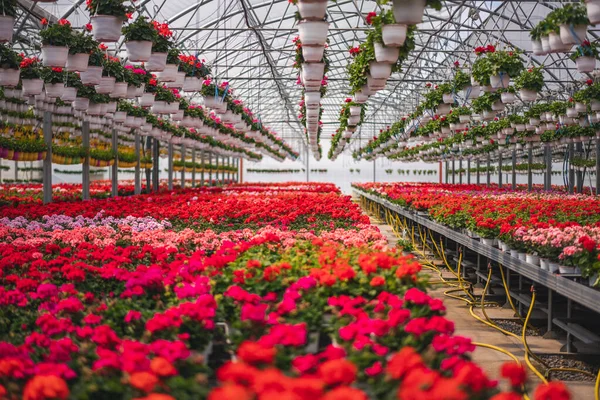ポットにペラルゴニウムとゼラニウムが咲く大規模な工業用花の温室 フラワー苗事業のコンセプト — ストック写真