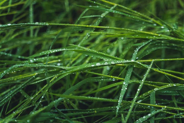 Капли Дождя Зеленой Траве Яркий Красивый Зеленый Естественный Фон Текстура — стоковое фото