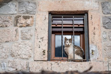 Sokak gri kedisi parmaklıklı eski bir binanın pencere eşiğinde oturuyor.