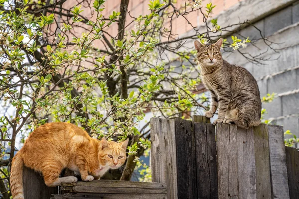 Twee Mooie Katten Grijs Rood Zitten Een Hek Een Landelijk — Stockfoto