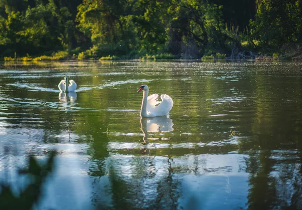 Пара Білих Лебедів Плавають Річці Лісі Заході Сонця — стокове фото