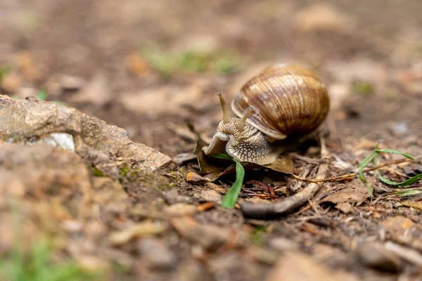 贝壳里的一个大鼻甲蜗牛吃着一片青草 特写镜头 — 图库照片