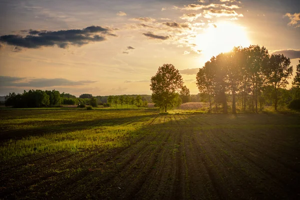Beautiful calm landscape. Summer field in the forest at sunset