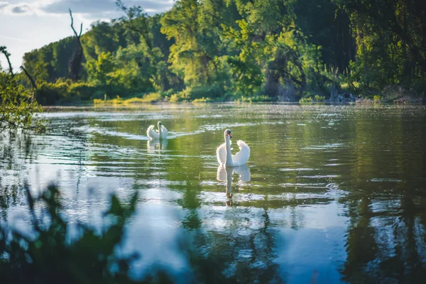 Egy Pár Fehér Hattyú Lebeg Folyón Erdőben Naplementekor — Stock Fotó