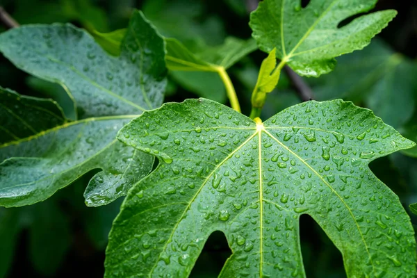 Mokry Zielony Liść Figowego Drzewa Deszczu Tło Faktura Przyrody — Zdjęcie stockowe