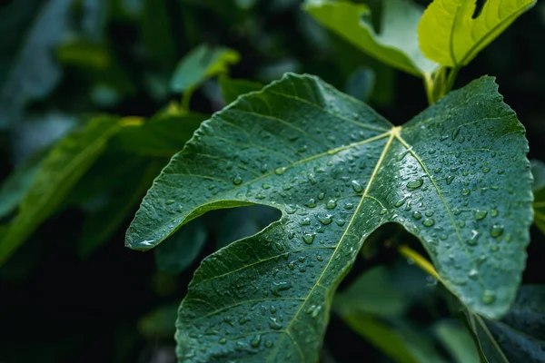 雨后浇灌无花果树绿叶 自然背景和质感 — 图库照片