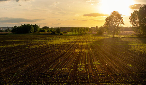 Beautiful summer rural landscape. Field with plant sprouts in a row. Agricultural background