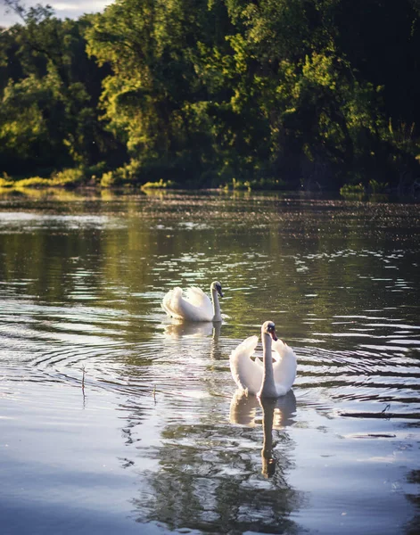 Пара Белых Лебедей Плывущих Реке Лесу Ярком Закате — стоковое фото