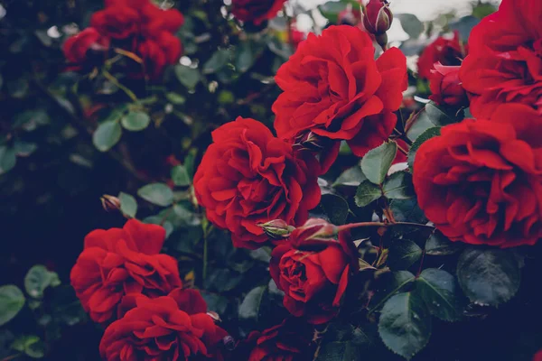 Botões Borrifo Vermelho Vivo Aumentaram Fundo Floral Textura Com Tonificação — Fotografia de Stock