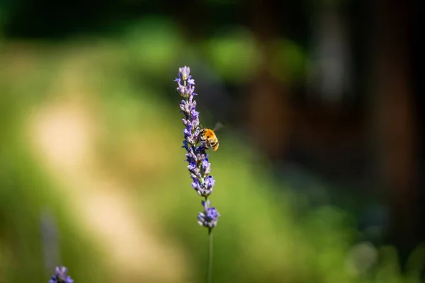 Een Bij Verzamelt Nectar Een Lavendel Mooie Zomer Bloemen Achtergrond — Stockfoto