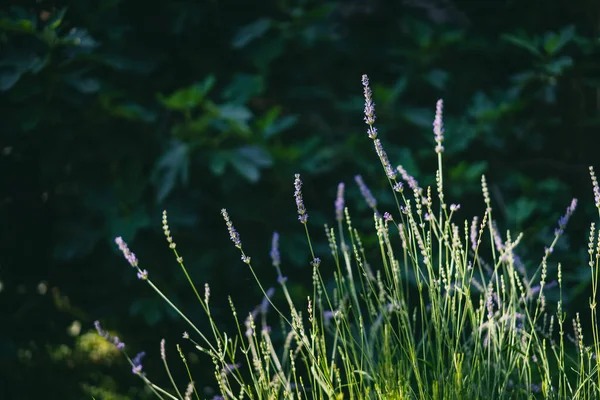 Blommande Lavendelbuske Vacker Sommar Blommig Bakgrund Och Konsistens — Stockfoto