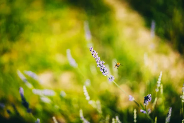 Пчела Летит Рядом Цветущей Лавандой Красивый Летний Цветочный Фон Текстура — стоковое фото
