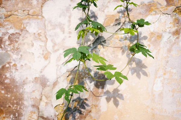 一串串绿葡萄爬上一堵古老的墙 有一个影子 — 图库照片