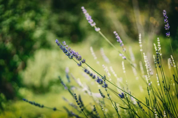 Bloeiende Lavendelstruik Mooie Zomer Bloemen Achtergrond Textuur — Stockfoto