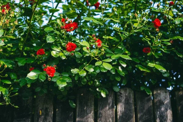 Cerca Madeira Jardim Com Flor Arbusto Vermelho Brilhante Subiu Quadris — Fotografia de Stock