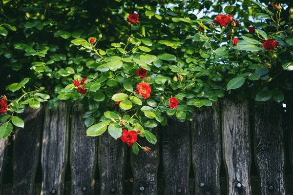 Trästaket Trädgården Med Blommande Klarröda Buskar Rosenhöfter Sommar Blommig Bakgrund — Stockfoto