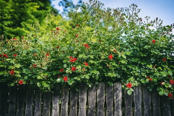 花园中的木制篱笆 开满了鲜红的灌木 玫瑰的臀部 夏季花卉背景 — 图库照片