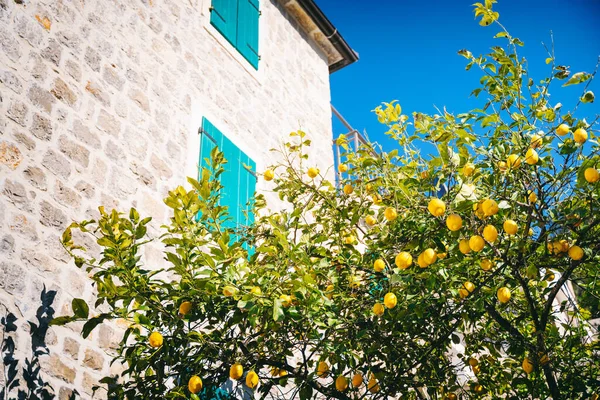 Árbol Limón Con Frutas Creciendo Cerca Edificio Mediterráneo Piedra Paisaje —  Fotos de Stock