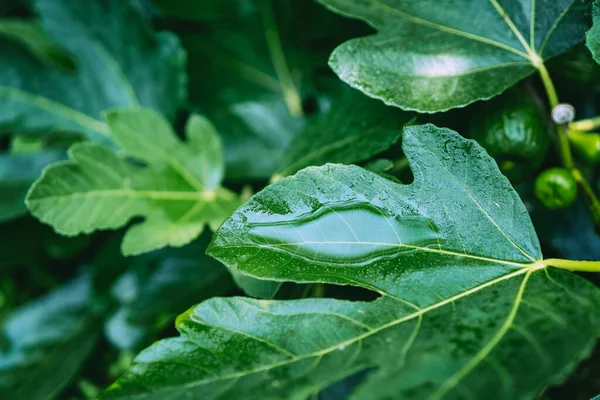 Kropla Wody Zielonym Liściu Figowym Natura Lato Tło Tekstura — Zdjęcie stockowe