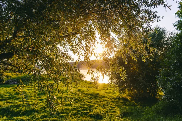 Vackert Sommarlandskap Pilträd Älvstranden Vid Solnedgången Sommardag — Stockfoto