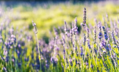 Lavanta çiçeği arka planında güzel mor renkler ve bokeh ışıkları var. Provence 'de günbatımında bir tarlada açan lavanta