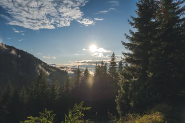 Dağlarda bir çam ormanında gün batımı. Güzel karamsar manzara