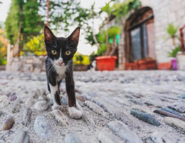 Küçük komik siyah beyaz sokak kedisi kameraya bakıyor, yakın çekim, geniş açı portre