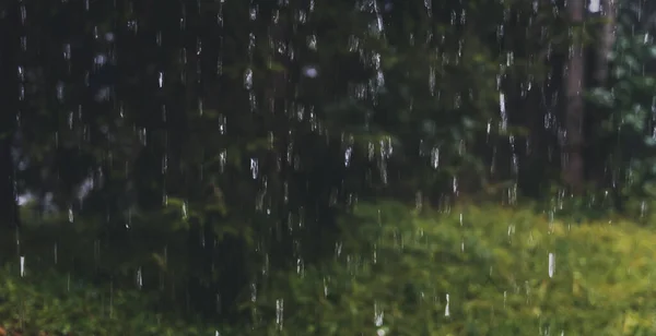 Gocce Pioggia Sullo Sfondo Della Foresta Verde Bellissimo Sfondo Naturale — Foto Stock
