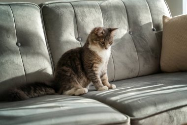Gri bir kanepede oturan sevimli tüylü gri kedi, iç kısımda evcil hayvan portresi.