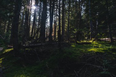 Kozalaklı bir ormanda ağaç gövdesi ve güneş. Güzel orman manzarası