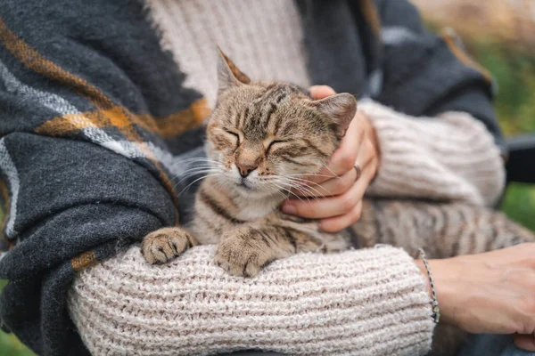 Retrato Hermoso Gato Gris Sentado Los Brazos Dueño Suéter Cálido —  Fotos de Stock