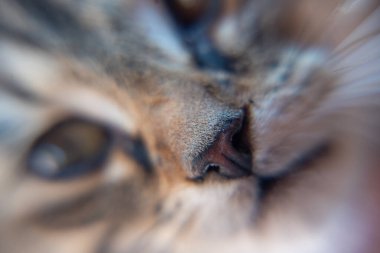 Tekir bir kedinin burnunun makro görüntüsü, hayvan detayları, koku ve koku kavramı