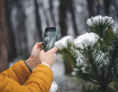 Kışın güzelliğinin tadını çıkar. Karda bir ladin dalını akıllı telefonuyla fotoğraflayan bir kadın. Kış tatili