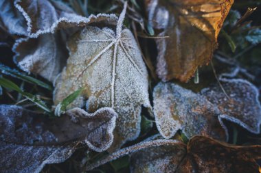 Düşen sonbahar yapraklarında buz. Güzel soyut doğa arkaplanı ve dokusu
