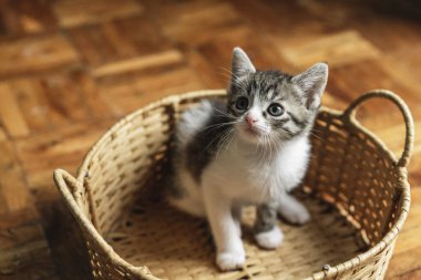 Tahta bir zeminde saman sepetinde küçük beyaz kedi yavrusu.,
