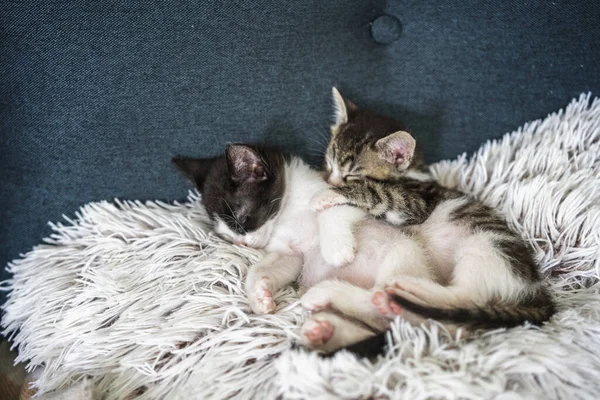 Little cute kittens sleeping and hugging on a fluffy pillow. Fragile baby animals concept