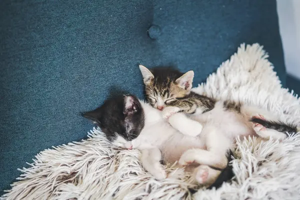 Little cute kittens sleeping and hugging on a fluffy pillow. Fragile baby animals concept