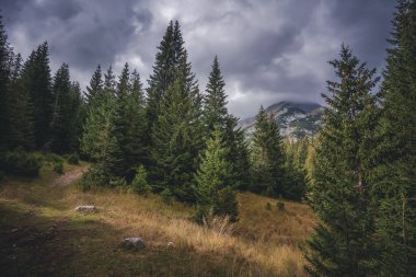 Bulutlu havada kozalaklı orman. Güzel sonbahar manzarası