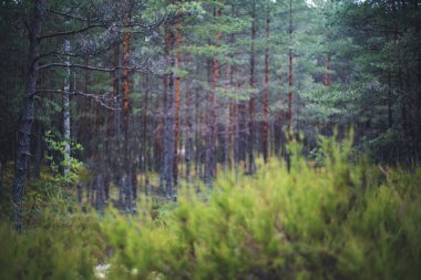 Çam ormanı görüntü ormanı arka plan ve dokuyu bulanıklaştırdı