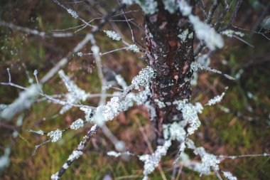 Ölü bir ağacın gövdesi ve dallarında yosun, ormandaki soyut arka plan ve doku.