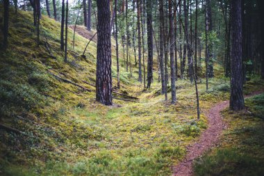 Çam ormanlarında yol, İskandinav doğası arka planı, güzel kuzey manzarası.